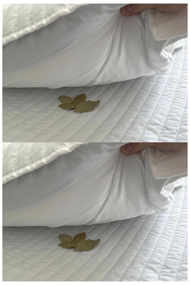 Laurel under the pillow
