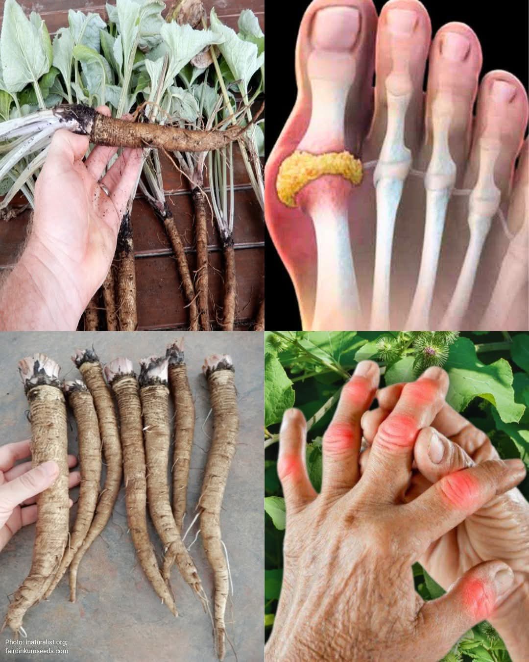The Powerful Plant That May Support Cancer Treatment